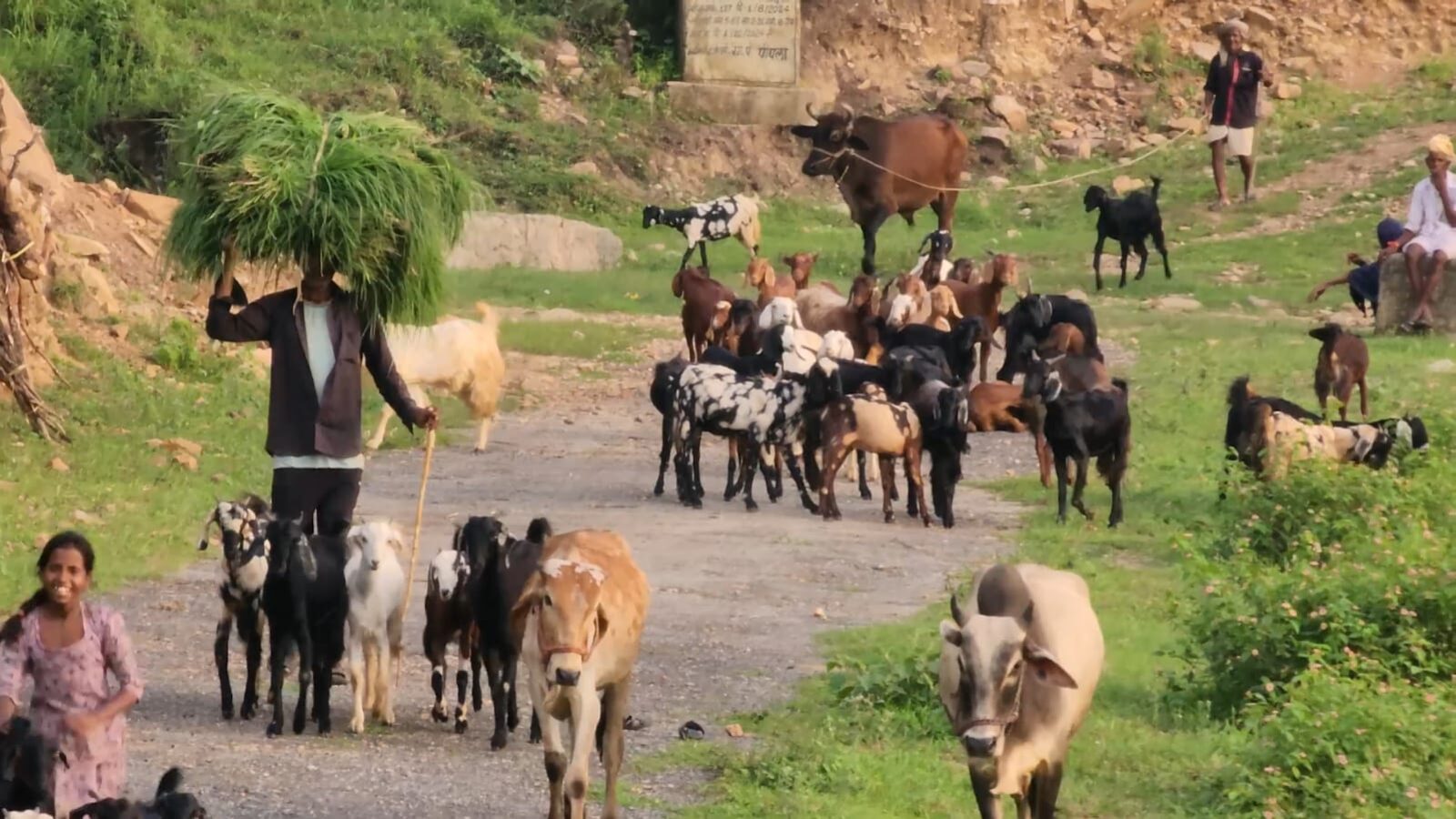 An Aravali shepherd walking his goats and cattle down a mountain path in the golden evening light